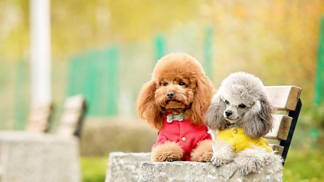 涨知识冷知识,你不知道的10条狗狗冷知识