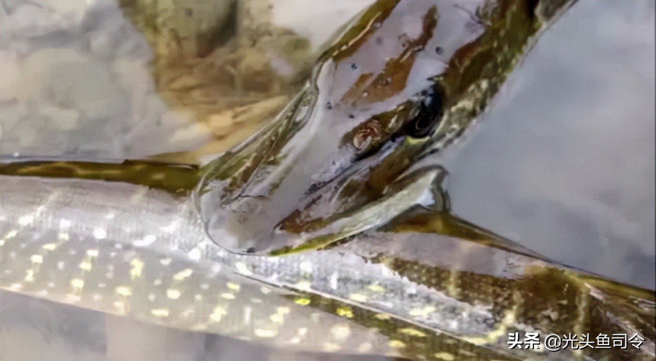 狗鱼的寿命,狗鱼寿命一般多少年