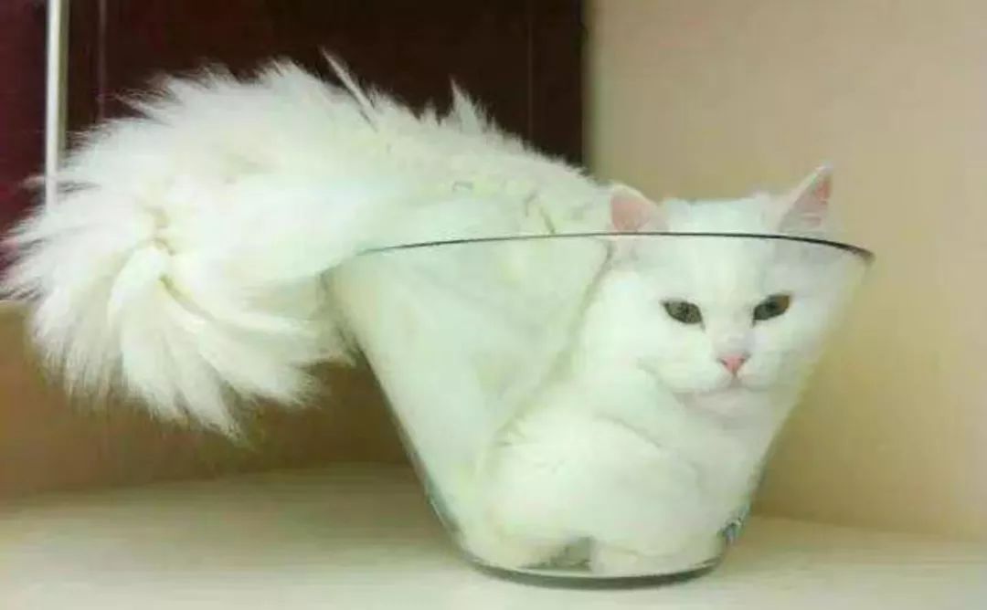 宠物界的柔术高手：“液体猫咪”，对老鼠来说简直就是噩梦
