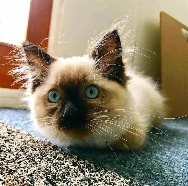 猫咪胡须对猫有什么影响,猫咪的胡子能招财吗