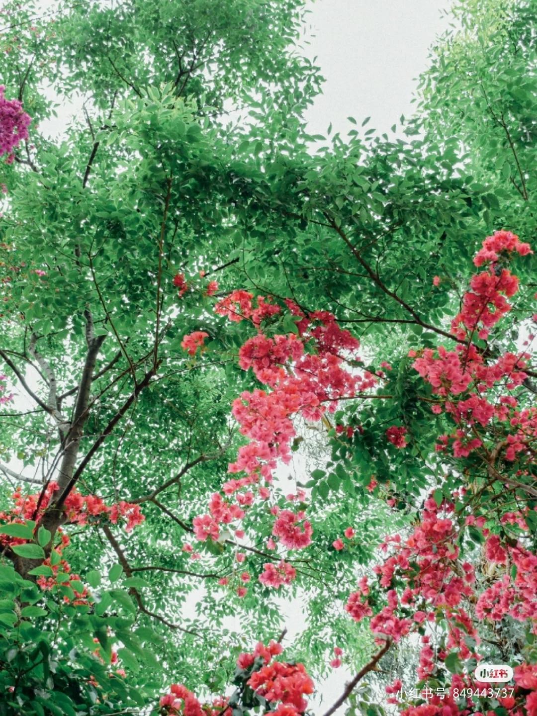 被大理丽江掩盖风头又怎样？它才是云南No.1！5月它太美了