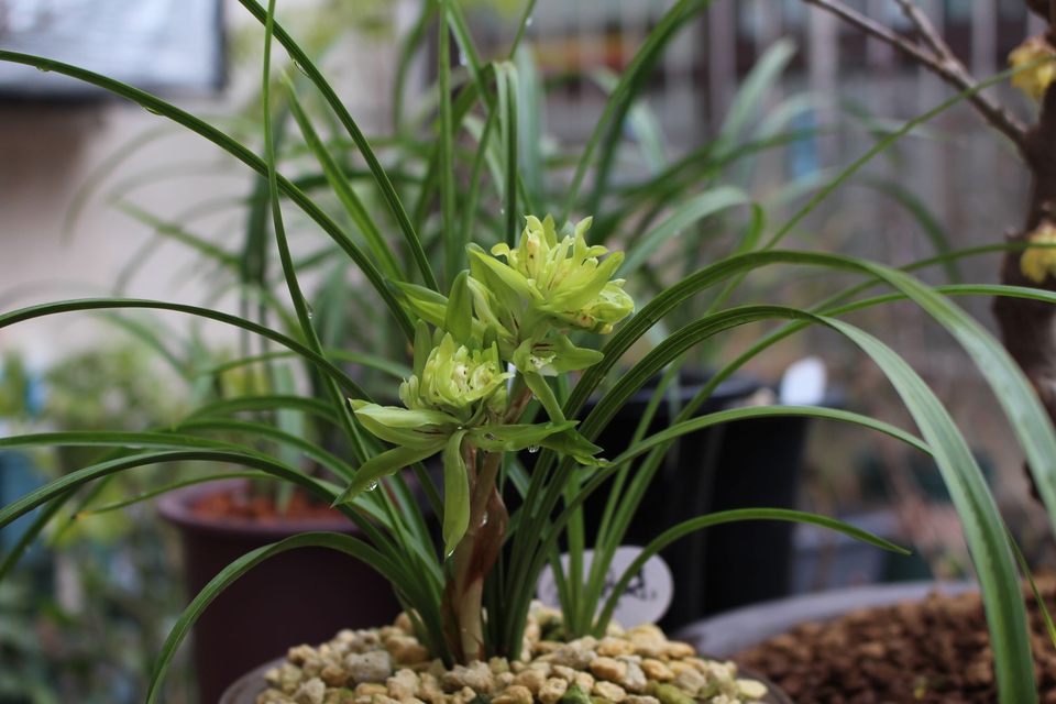 兰花上盆的正确方法和注意事项,兰花上盆时间及注意事项