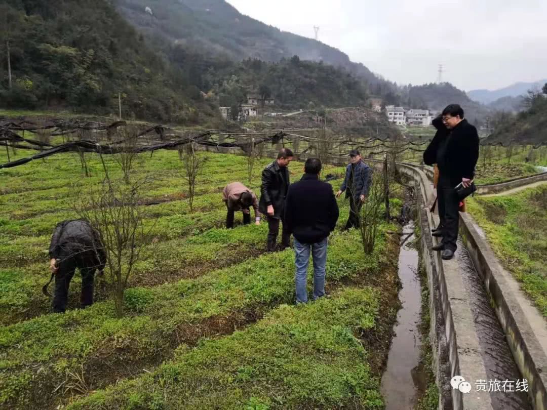 吴博士:让我们认识认知认同白及