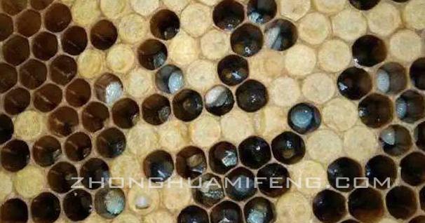 蜜蜂常见病虫害及防治措施,蜜蜂的病害如何防治