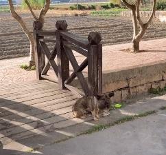 狗狗脑袋比身体大，以为是被蜜蜂蛰了，近看才发现