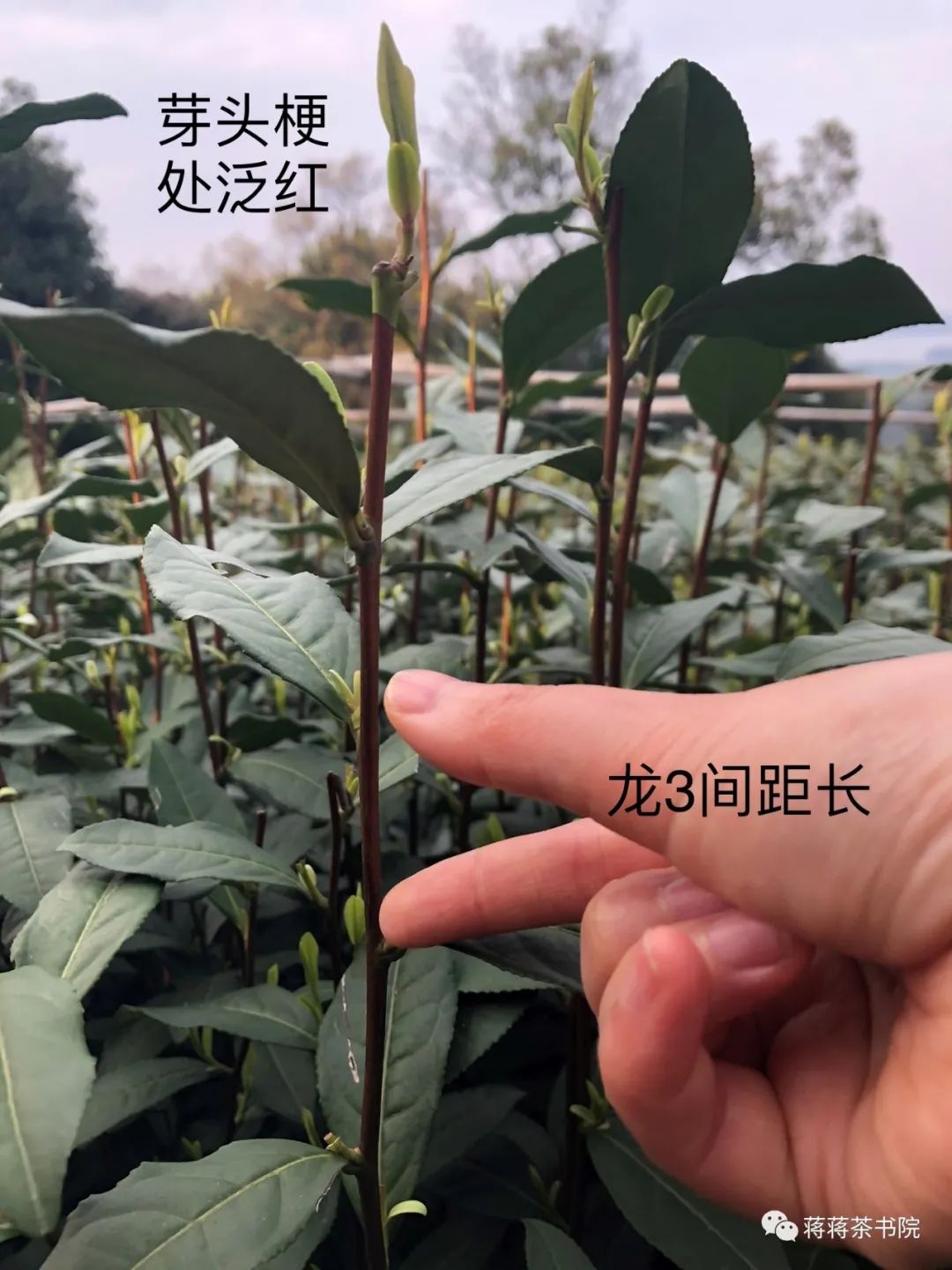 西湖龙井的文化故事,龙井问茶杭州西湖