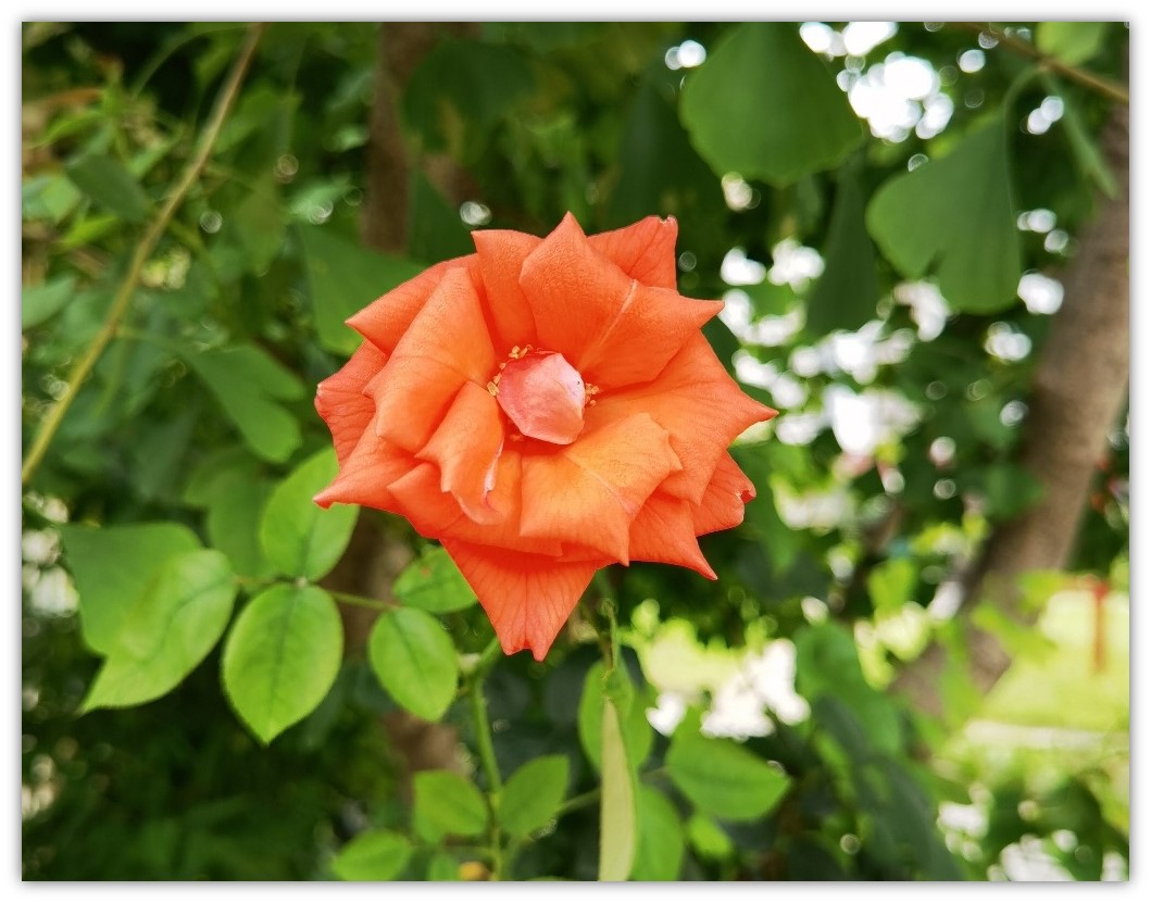 用华为手机拍照,用华为手机拍照五个功能怎么用