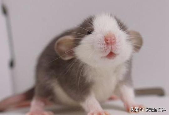 适合家庭饲养除猫狗以外的宠物,你有养过宠物没