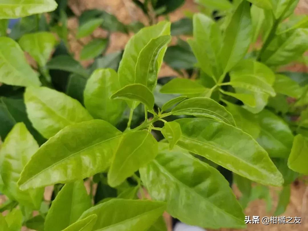 柑橘新梢嫩叶卷曲是什么原因,柑橘新梢卷叶怎么回事