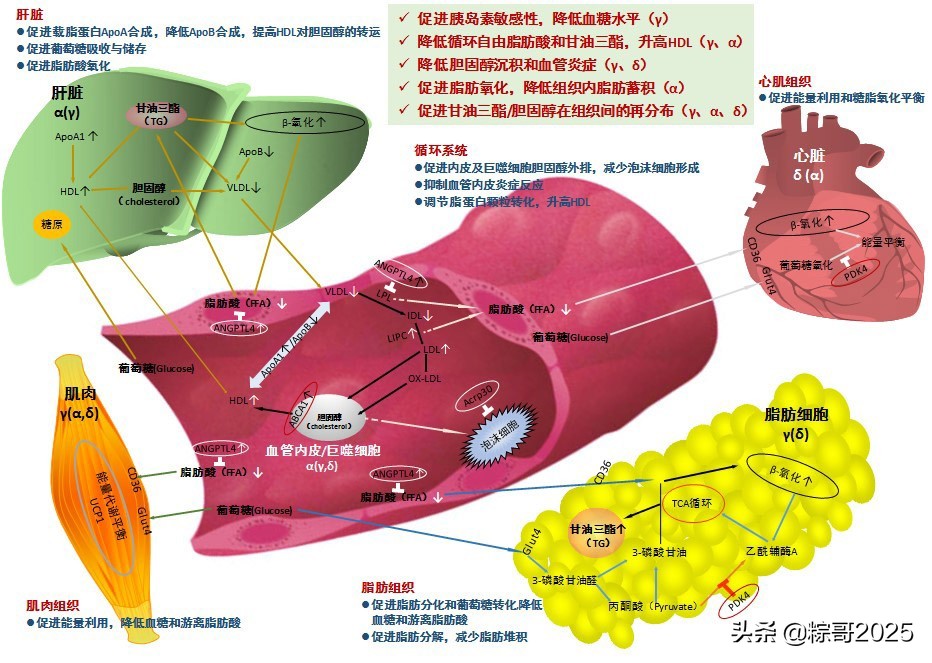 微芯生物商业化,微芯生物最新分析