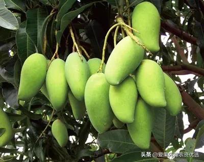 有前景的芒果品种名字大全,长势比较好的芒果品种