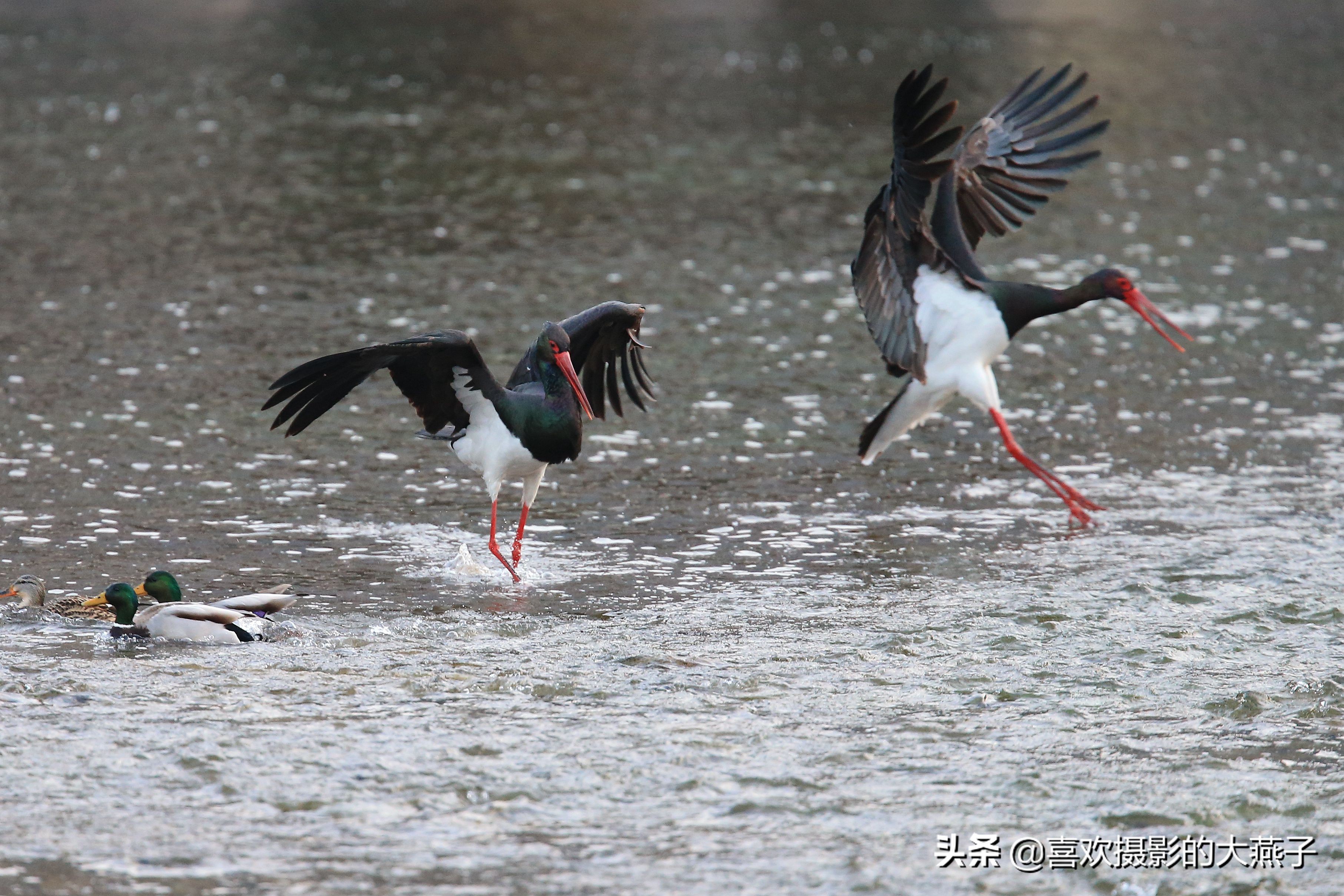 珍稀鸟类黑鹳来到河北井陉县越冬,房山十渡有什么野生动物