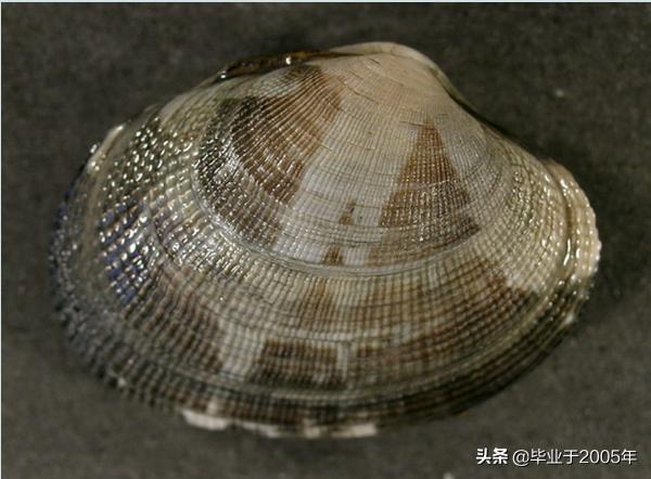 大连鱼市海鲜贝类品种,大连贝类海鲜图片大全