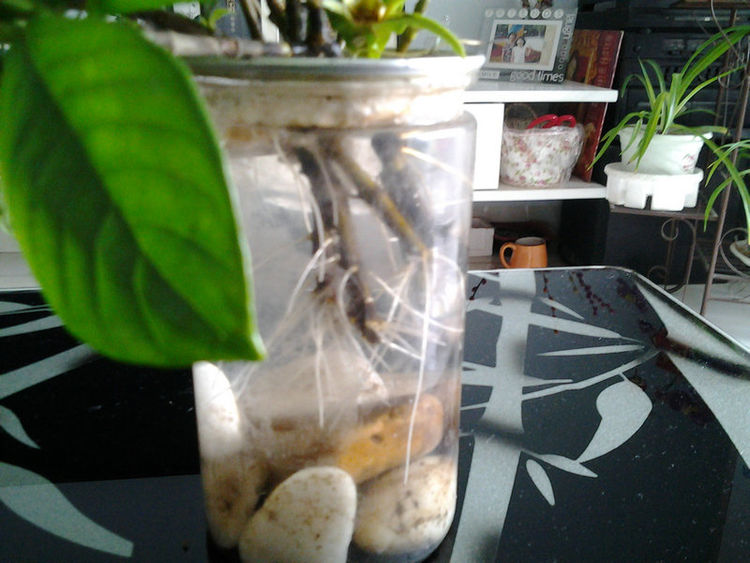 水培栀子花正确方法,栀子花水培生根