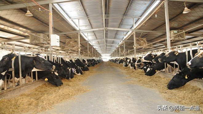 奶牛夏季繁育管理,高产奶牛的饲养管理技术要求