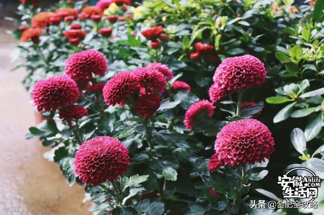 老周谷堆水果批发市场,老周谷堆古玩市场