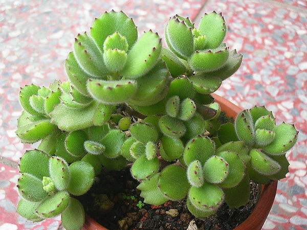 熊童子养好了会怎样,熊童子怎么养好活