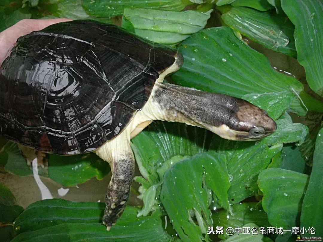 中国养殖市场,中国养殖的发展及现状