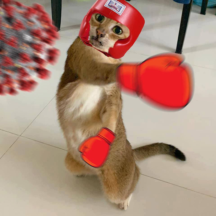 奥利给小猫,哆啦a梦没耳朵的猫咪