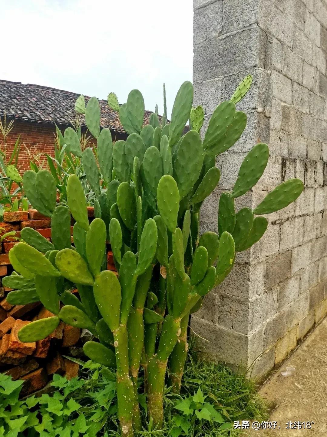 吃仙人掌十大禁忌,吃仙人掌有什么好处