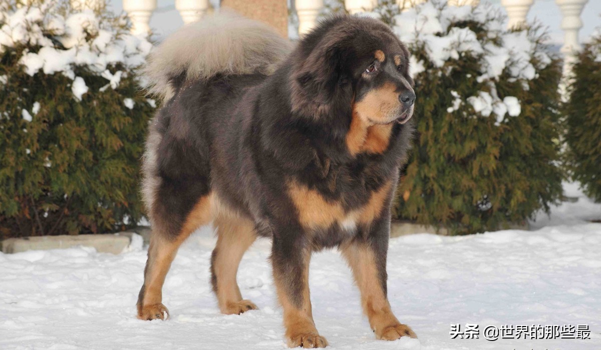 纯种藏獒大战凶猛比特犬,纯种藏獒和狼大战视频