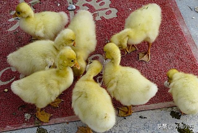 鹅拉白色粪便是怎么回事,鹅拉白屎是怎么回事