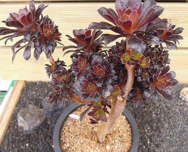 多肉怎么养成妖桩或悬崖桩,多肉老桩20多天可以露养吗