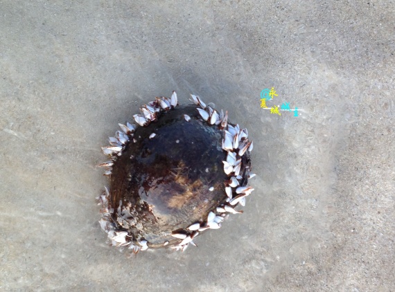 泰国是什么样的农村呢,泰国是个怎样的国家