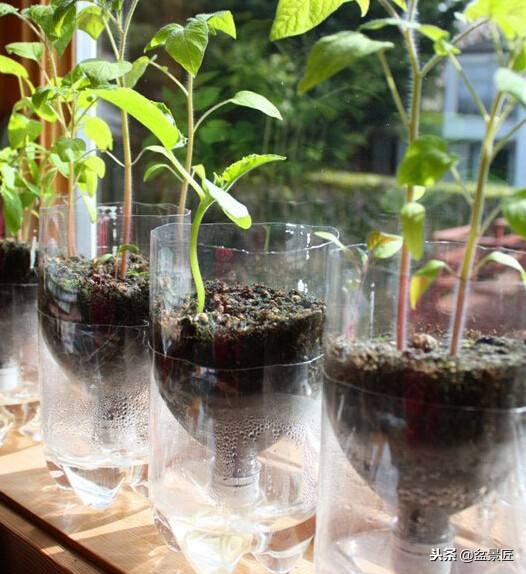 巧妙旧物改造塑料瓶变身手工花盆,旧物利用变废为宝制作花盆