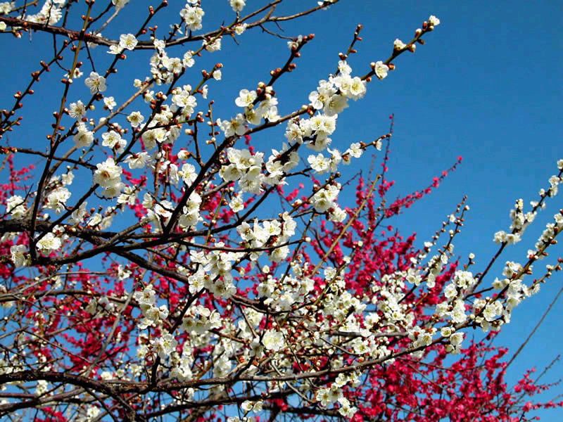 中国三十种名花图片大全,中国十大名花及花卉文化