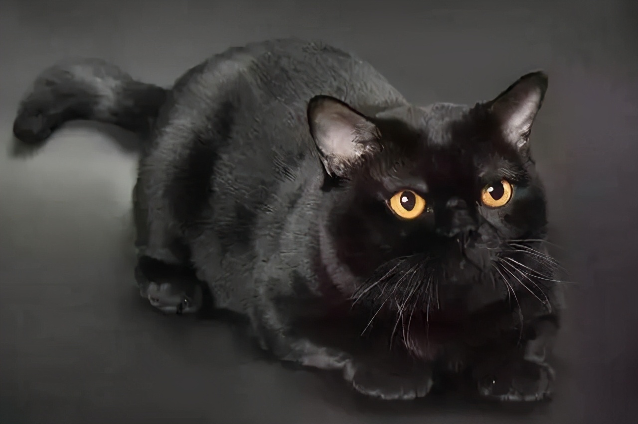 养黑猫有什么忌讳怎样解,黑猫有什么征兆