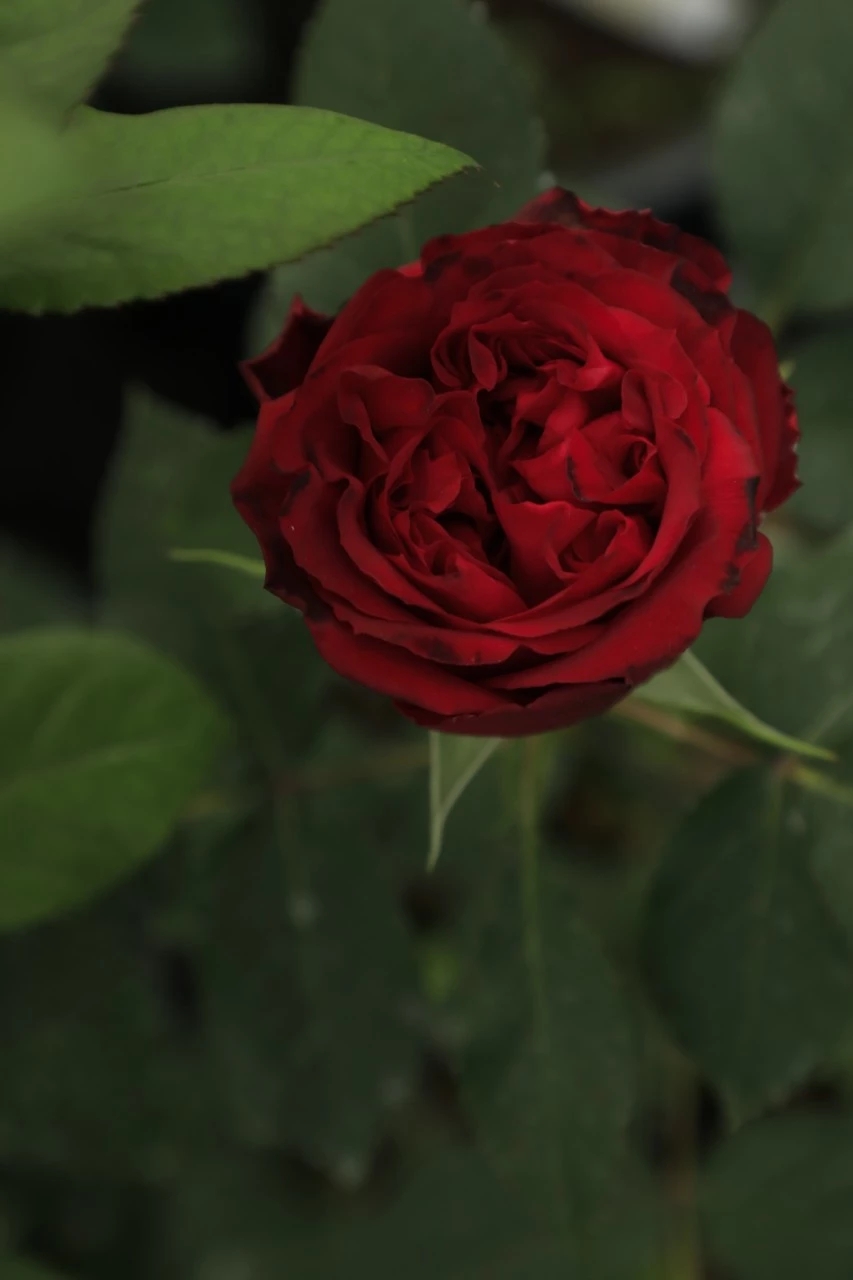 红的月季花,红的发黑玫瑰品种