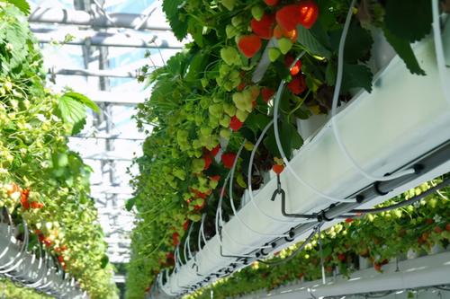 荷兰的绝美照片,荷兰绝美自然风光照片