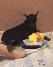 给妹子发的搞笑gif动图,搞笑gif姑娘你笑起来真爷们儿