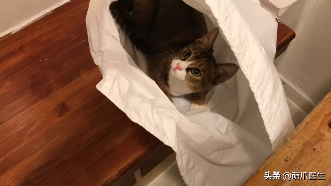 猫咪喜欢在塑料袋尿尿,猫咪吃塑料袋什么原因