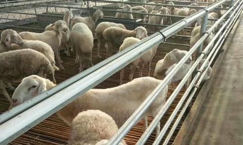 小型养羊场如何建设？养羊赚钱必备知识，如何年收入10万以上？