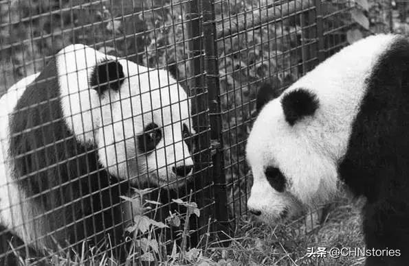 熊猫贝贝回国后的生活,和平大使熊猫