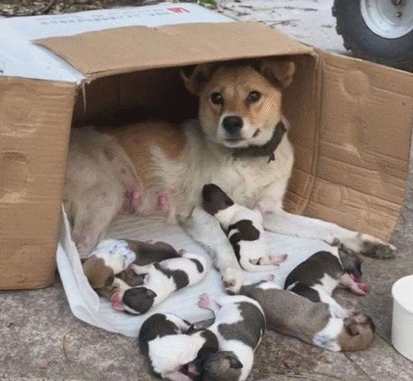 给狗喂吃的会咬你手吗,给狗喂饭要咬到手吗