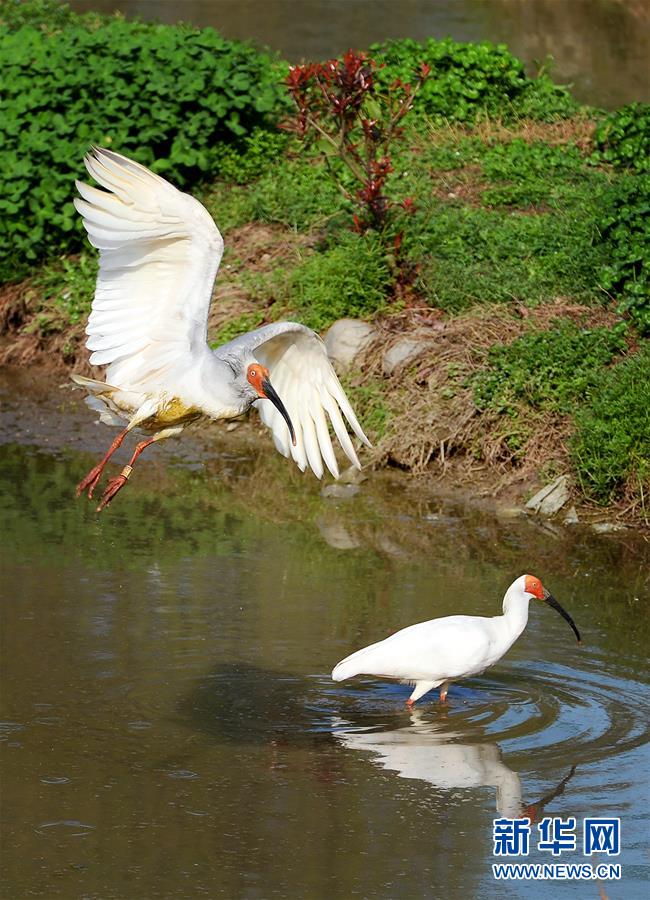 大自然的神奇朱鹮,国宝朱鹮让世界瞩目的东方宝石