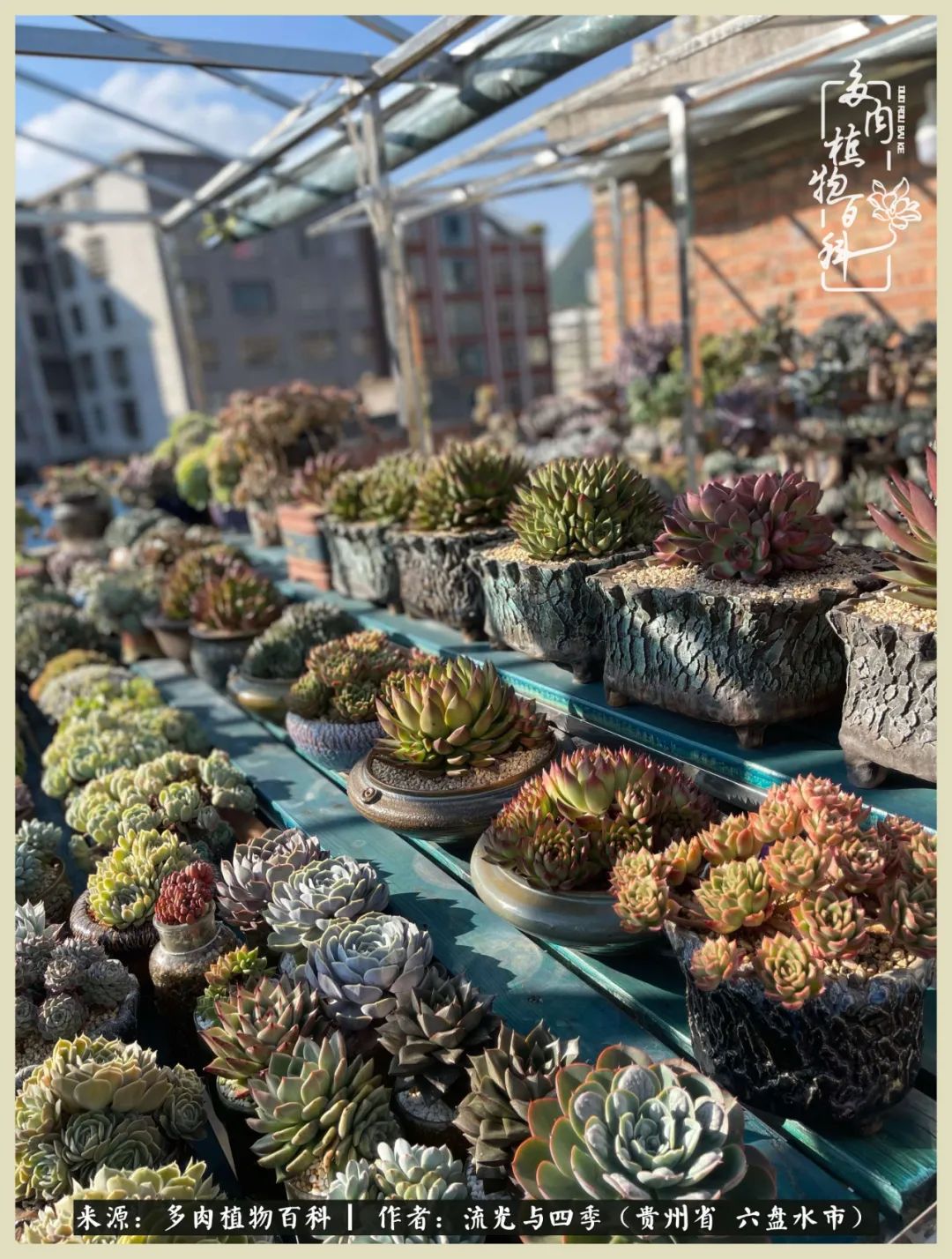 国庆假期你快乐吗？来，凉都美肉与你相伴一一小乌木的霸气东云