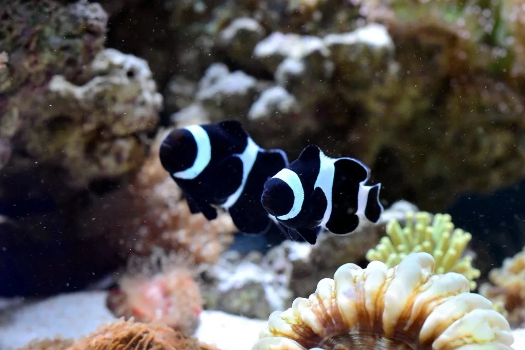 海水鱼缸如何降氨氮最好,海水鱼缸怎么区别营养盐高低
