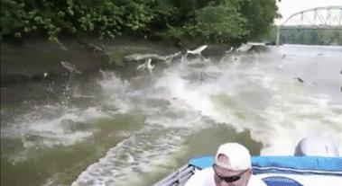 大闸蟹入侵欧洲的危害,大闸蟹在美国泛滥成灾视频