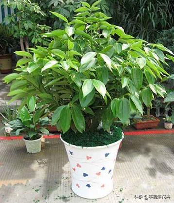 客厅养什么比较旺财,家里养什么对风水好招财走运