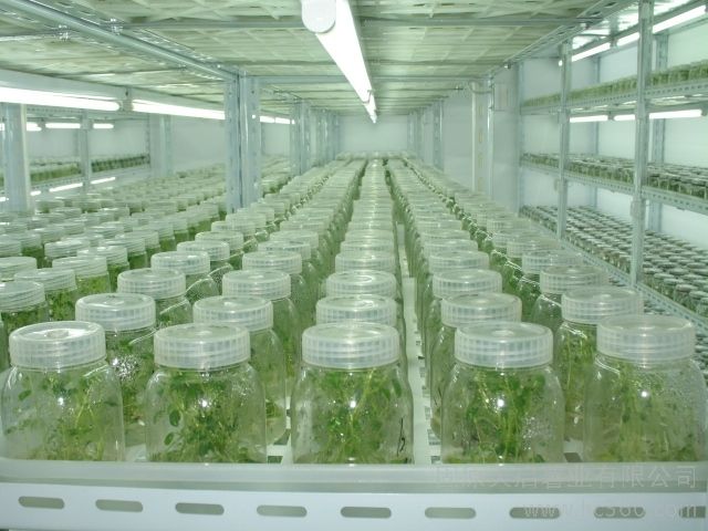 马铃薯小叶病,马铃薯花叶病症状及防治方法