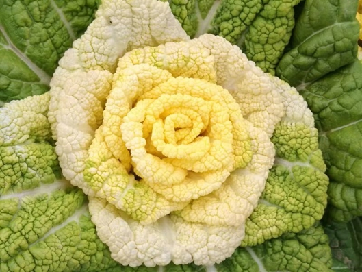 北阳台能种小球玫瑰吗,封闭阳台种玫瑰花