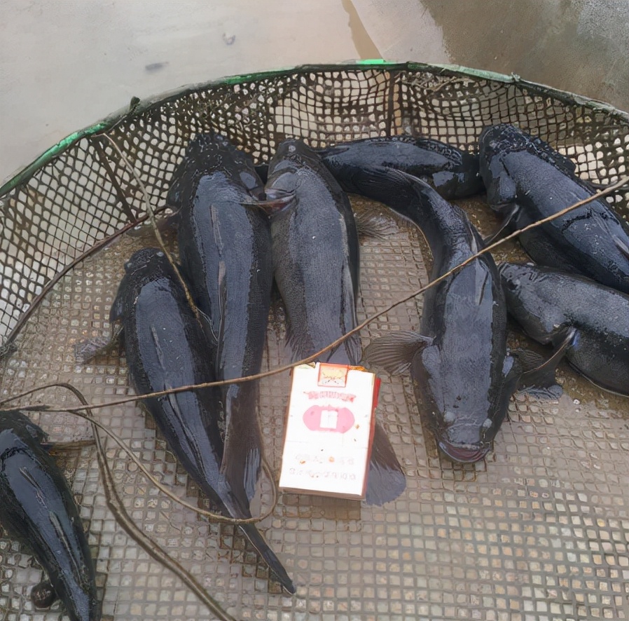 笋壳鱼为什么说是傻鱼,笋壳鱼是本土鱼吗