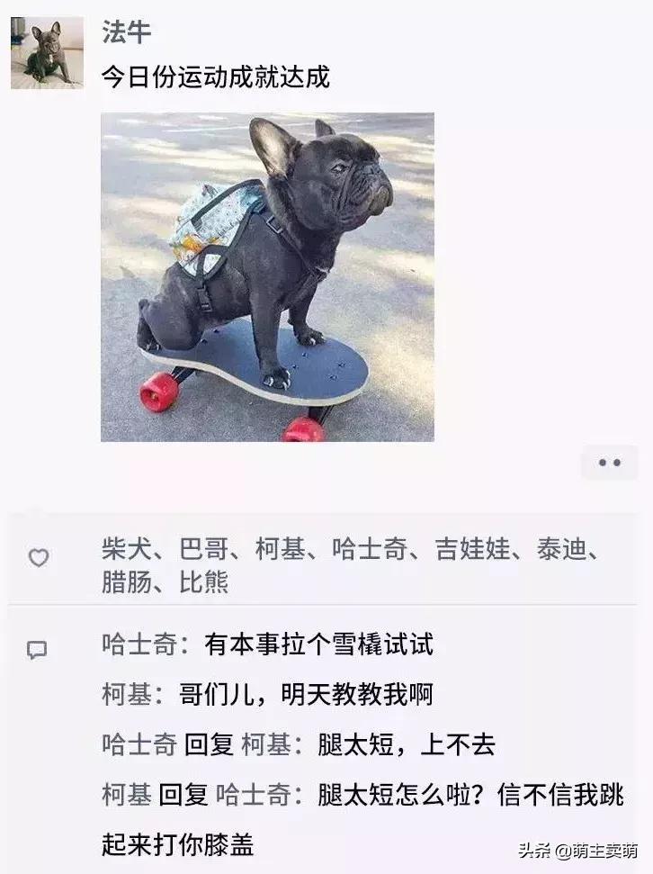 狗狗如何拟人化,狗行为拟人化