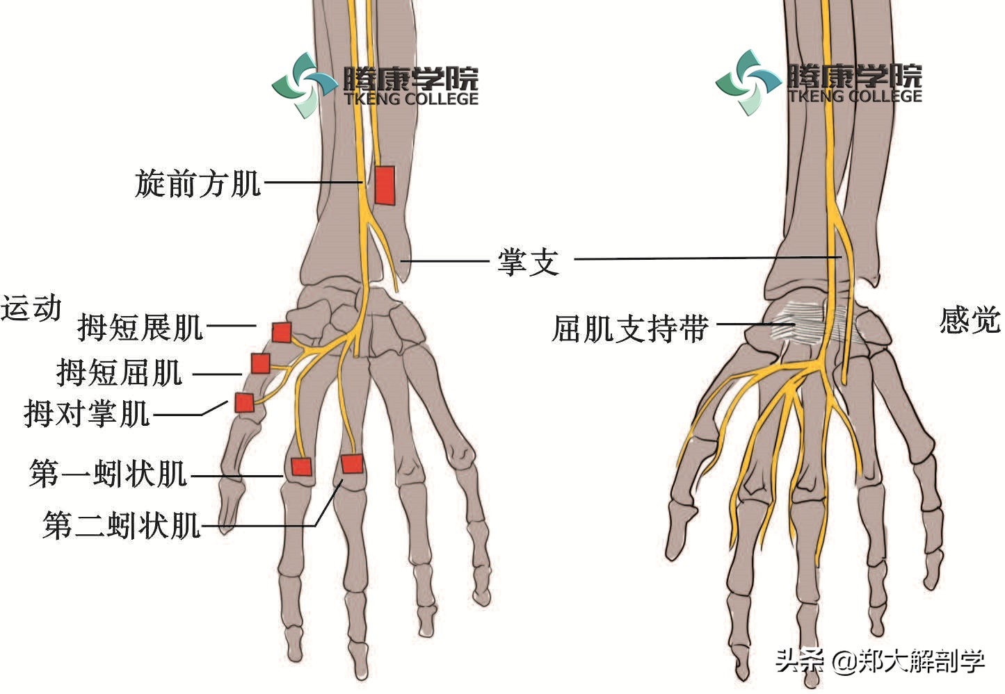 臂丛三束的主要分支,臂丛锁骨下部的主要分支及分布