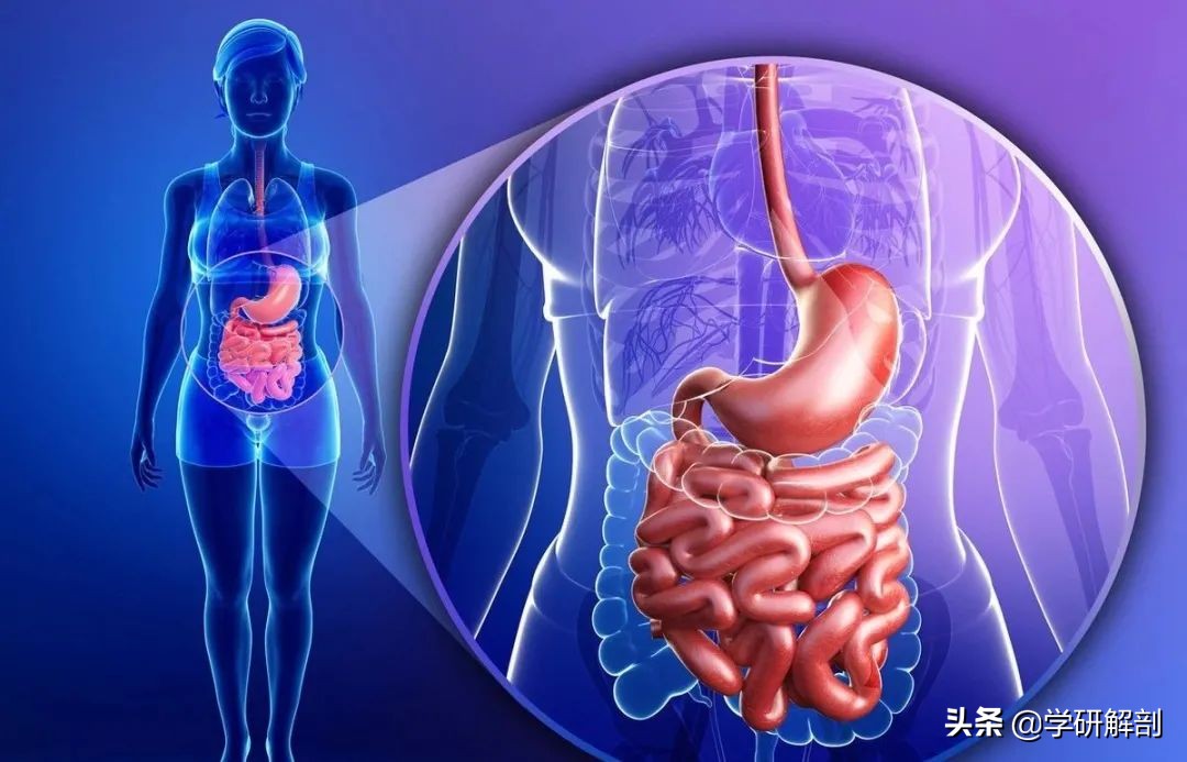 人体解剖学原理与知识,人体解剖学九大分区图