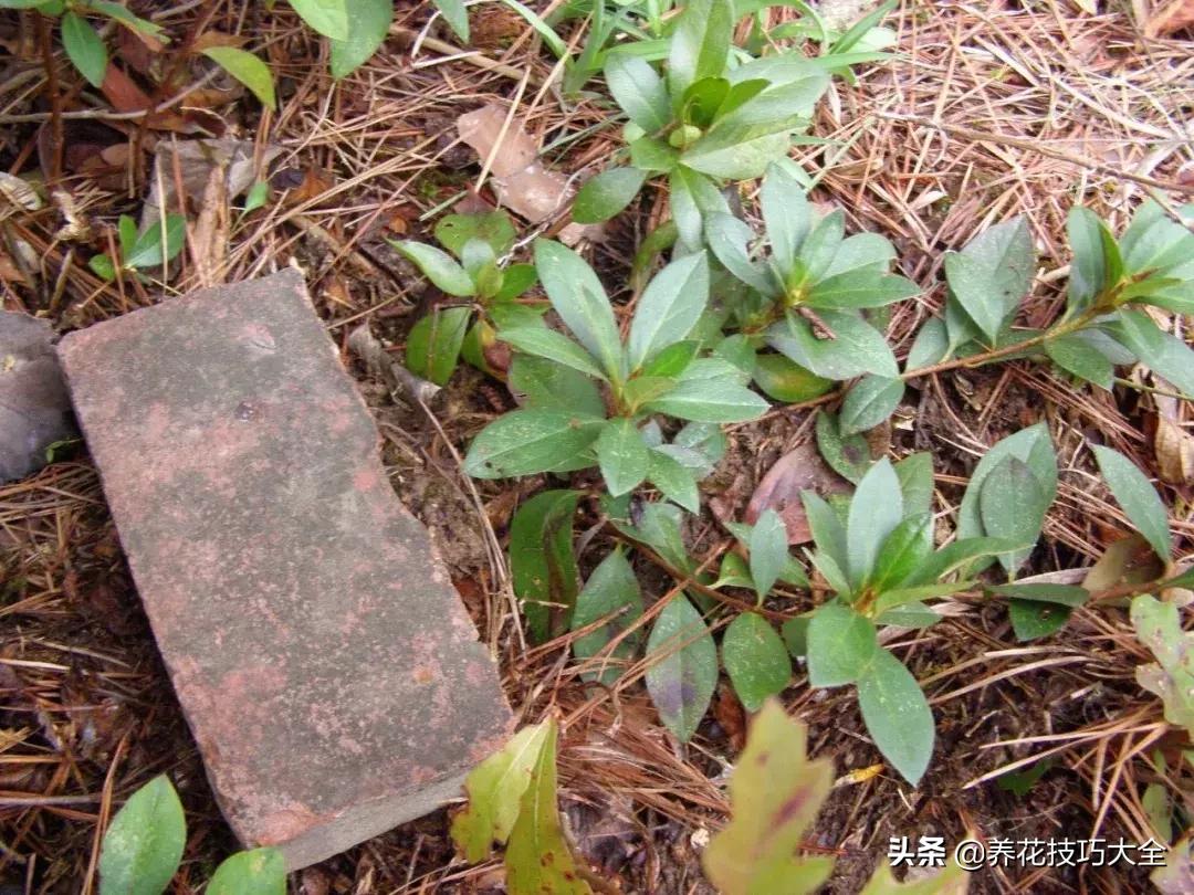 花卉繁殖有哪些常用方法,常见花卉的主要繁殖方法